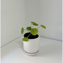 꽃들의 집 필레아 페페 공기정화식물, 기본포트