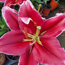 트리앤 향이좋은 튤립구근 Tulip 수선화 히야신스 백합 구근 야생화 튜울립구근 수선화 구근 튜울립 봄꽃, 08.백합(star gazer) 1개