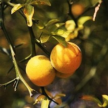 탱자나무/실생2년(10주묶음)묘목/c0756