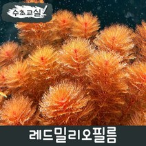 [수초교실] 초보용수초 레드밀리오필름 키우기쉬운수초, 3촉