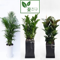 꽃친구 해피트리 킹벤자민 떡갈고무나무 뱅갈고무나무 홍콩야자 황금죽 녹보수 극락조 금전수 돈나무 소형 중형 대형 개업 축하 화분, 해피트리 사기분 3호, 기본받침
