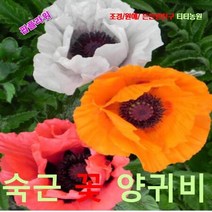 팝플라워 오리엔탈포피(숙근꽃양귀비) 혼합색 씨앗 25립
