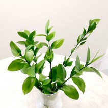 생화 루스커스 유스커스 5줄기 10줄기 그린소재 꽃소재 인테리어 기분좋은소비, 루스커스 5줄기, 10개