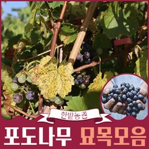 포도나무 묘목모음 4년생 결실주 샤인머스켓 캠벨 거봉 MBA 루비로망, 샤인머스켓 4년생