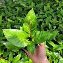무늬안스리움 기간티움 기간티아 바리에가타 소품 15-25cm 199, 1개