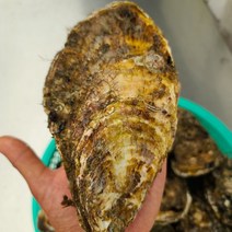 프레시퍼스트 산지직송 통영석화 각굴 삼배체굴 특대왕굴 벚굴, 삼배체석화2kg, 1개