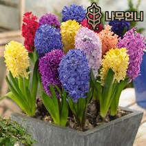 히아신스 히야신스 구근 2023년 7종 5구세트 나무언니, 폰단트(5구세트)