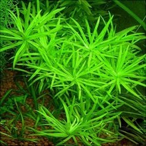PRFISH 후경수초 헤테란테라, 1개, 3촉