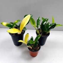 마이플랜트 [마이플랜트]화초 난초 대명석곡 중형 동양란 서양란 키우기, 1개, 대명석곡 (중형)