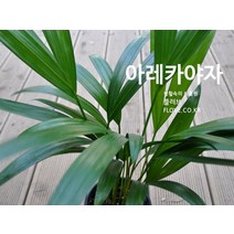 아레카야자