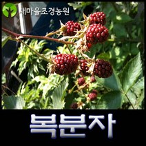 가시복분자 약나무 유실수, 1개