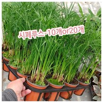 시페루스-10개or20개/수생식물인 파피루스와 모습이 비슷하죠﻿, 10개