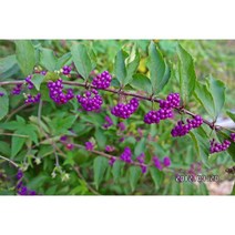 묘목 좀작살나무 /H1.0~1.2(1.0~1.2m)/5주 N0251, 5개