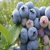 블루베리 (듀크) 18센티포트 (분) 1주 (키40cm) 3년생 888EA×605ii, 본상품선택