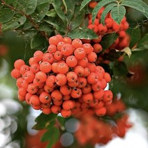 마가목 플러그묘 1주 마가목나무, 1개