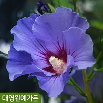 겹꽃 홑꽃 무궁화나무 히비스커스 정원수, 04. 러시안바이올렛 5치포트, 1개