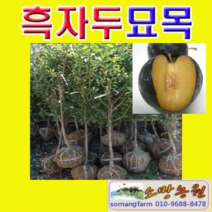 (D소망)흑자두묘목 바이오체리 접목3년생(분) 1그루, 1개