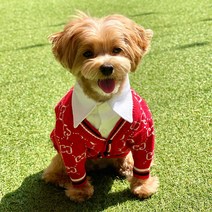 강아지 명품 니트 애견 봄 가을 겨울 가디건 스웨터, 베이지