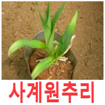 (성실D)사계원추리(스텔라)모종(포트) 10개