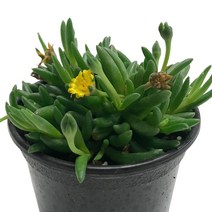 송엽국(꽃색랜덤발송)-송파금/요술꽃/돌나물과/다육