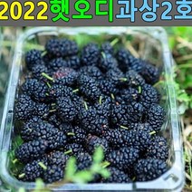 뽕나무열매 뽕오디 뽕나무오디 2022 오디판매 과상2호 오디 5kg