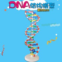 dna 유전자 모델 변종 염색체 사슬 이중나선 모형, 기본선택