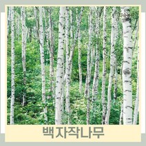 자작나무 묘목 백자작 실생2년생 뿌리 특묘 5개