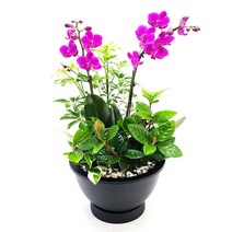 77플라워 만천홍2 서양난 승진 영전 취임 개업식 화분배달 꽃선물 축하난