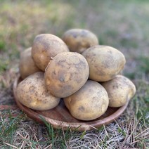 [대박농산] 포슬포슬 햇 감자(중) 10kg, 단품
