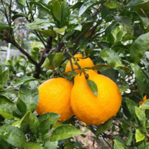 권스팜 가정용 제주 꼬마 노지 한라봉 소과, 10kg, 1개