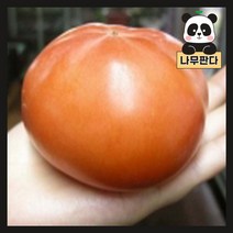 (나무판다) 태추단감 나무 묘목 결실주 분, 태추단감 결실주(분), 1개