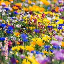 코스모스 씨앗 뽕나무 씨앗 들꽃 조합 국화 씨앗 백일초 씨앗 화훼 꽃바다 재배 높은 막대 낮은 막대 혼색 사계절 파종 공사 꽃씨 들꽃 조합 씨앗 한 근, 다년생 야생화 조합 A 파운드