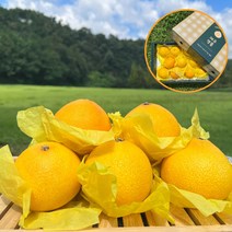 [과일정원] 프리미엄 고당도 황금향 선물세트 제주도 산지직송 완전만족 선물세트, 부직포가방 추가, 1개, 2kg(중과)