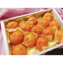 국내산 제주 고당도 레드향 가정용 선물용 3kg 1BOX, 레드향 가정용3kg