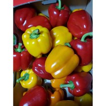 파프리카 빨강+노랑 6kg, 1box, 파프리카 빨+노 가정용6kg
