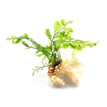 수초-볼비티스 산호 활착-어항 수족관 수중식물/헬로아쿠아