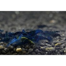 블루벨벳 새우 5마리 / 생물포장비 없음 / 생이새우/ 안녕하새우