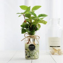 그린테라피 수경재배 식물 유리병 실내 공기정화식물 수경식물키우기 DIYSET, 산호수+직선