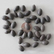 양배추 연꽃 씨앗 수련 씨앗 뿌리 괴경 연꽃 씨앗 연꽃 연근 괴경 수생 조경 식물 씨앗, 훌륭한, 배추연꽃씨 1캐티(미개봉)