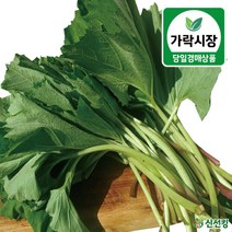 가락시장 당일경매 머위 500g / 1kg 도매야채 신선킹 가락시장야채 가락시장머위