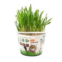 힐링타임 그루루 재배세트 - 귀리/캣그라스, 보리