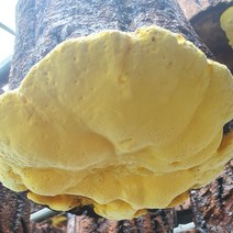 황실 국내산 장수 참나무 상황버섯 160g(선물용), 1개
