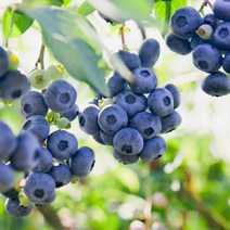 블루베리 2년생 포트 / 루벨 (Rubel) 아파트 베란다용 또는 온실용 / 안토시아닌 듬뿍, 1개