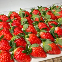 가장 맛있는 제철 장희 생 딸기 특품 750g, 특품 1.5kg (750g  2팩)