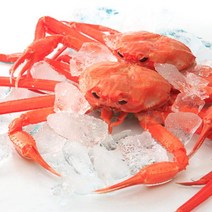 울진 후포항 붉은대게5미(1.7kg내외), 단품