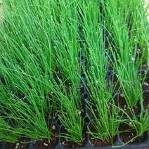 (원진약초농원) 부추모종 100주(105구 1판)