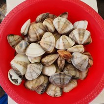 후포리에서 갓잡은 신선한 백합조개 1kg (50개 ~ 60개)