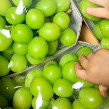 고당도 프리미엄 맛있는 김천 샤인머스켓 선물용 특상품 망고포도 선물세트, 특품 2.4kg 내외(3송이)