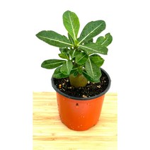 [골든플랜트] 석화 사막의장미 아데니움(Adenium Obesum) 소품 관상용 인테리어식물, 1개