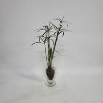 수경식물 프렌즈 시페루스(M2) 2022 새 상품